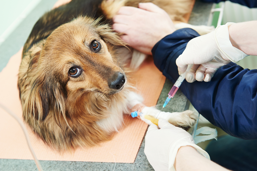 Blood Tests for Pets | Animal Clinic in Surrey | High Point Animal Hospital